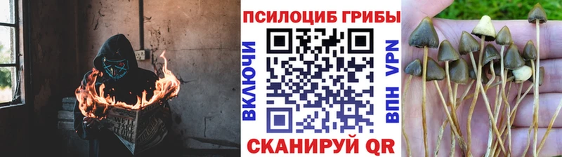 МЕГА зеркало Кириллов Галлюциногенные грибы прущие грибы